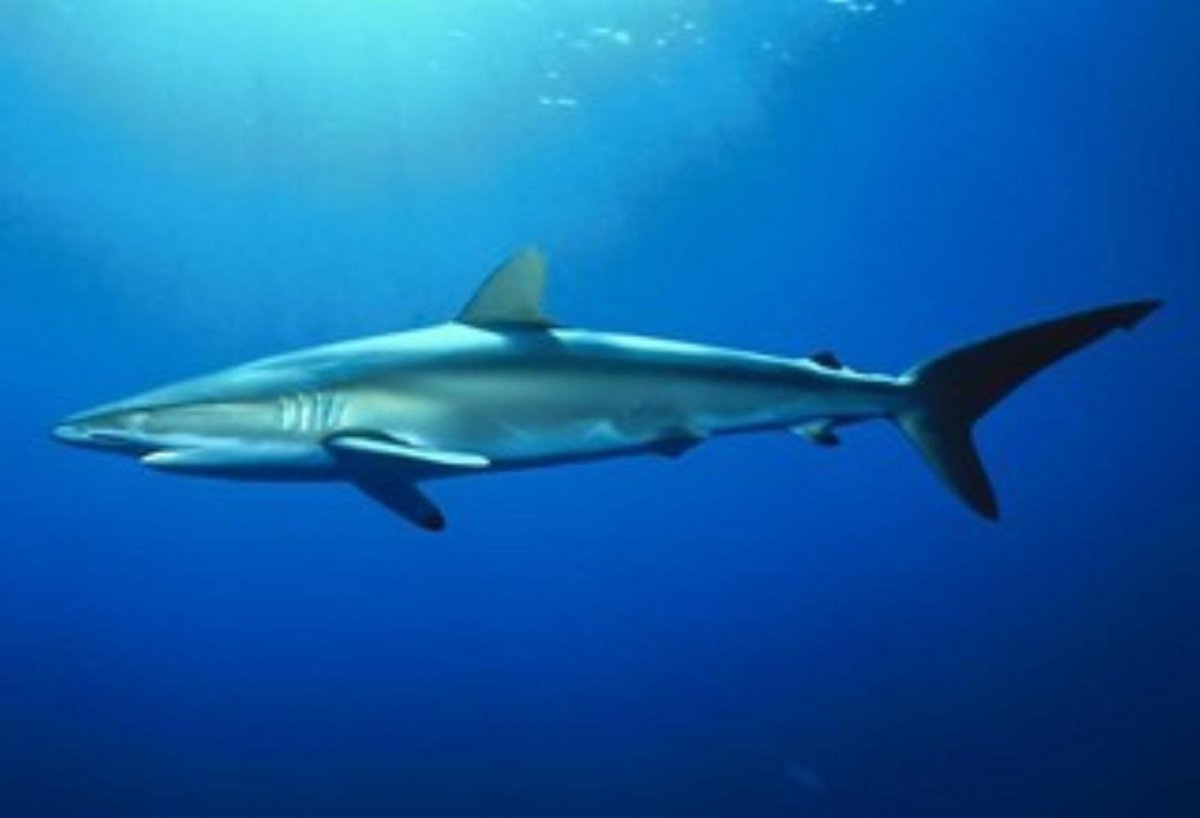 Нападения акул в Средиземном море