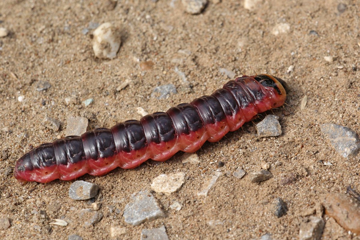 Древоточец гусеница личинки