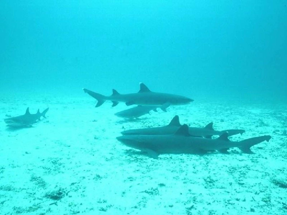 Педагогическая большеротая акула