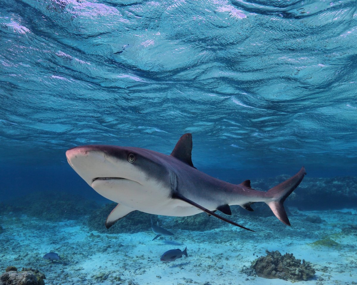 Акулы Средиземного моря
