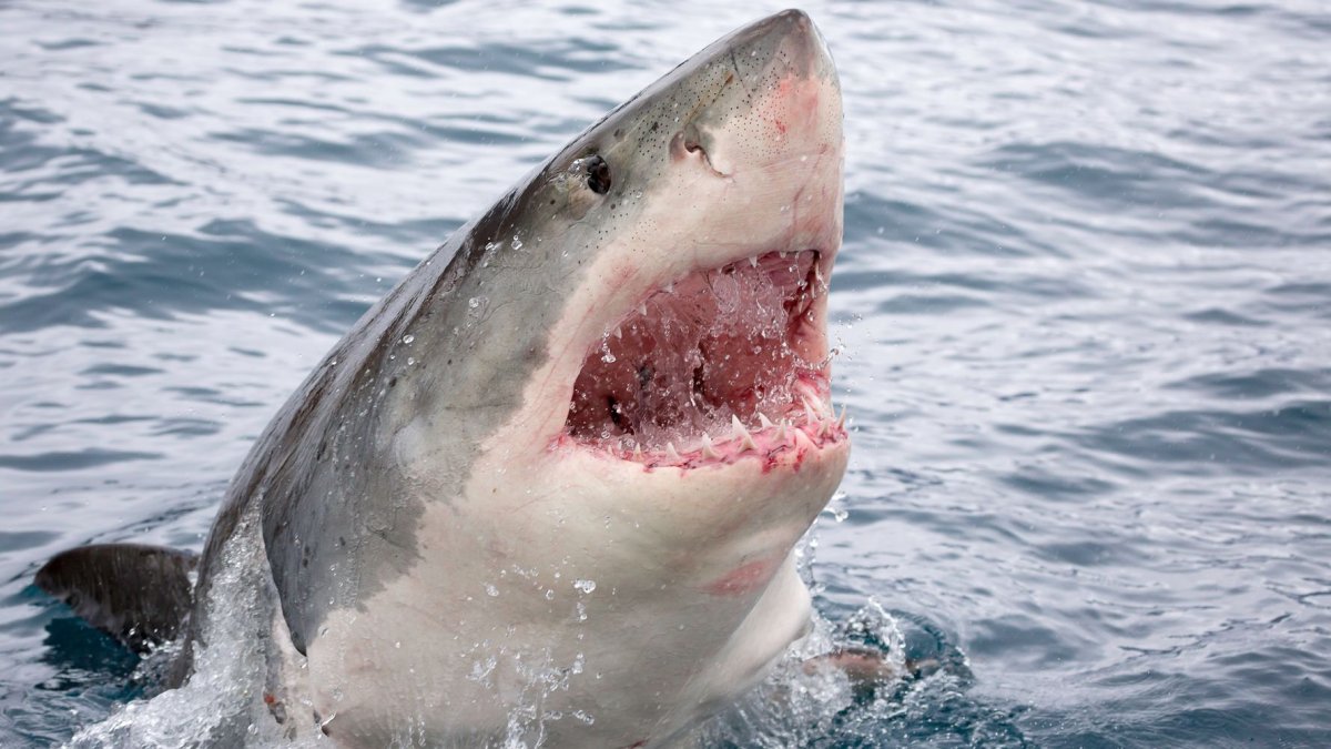 Катран акула Атлантического океана
