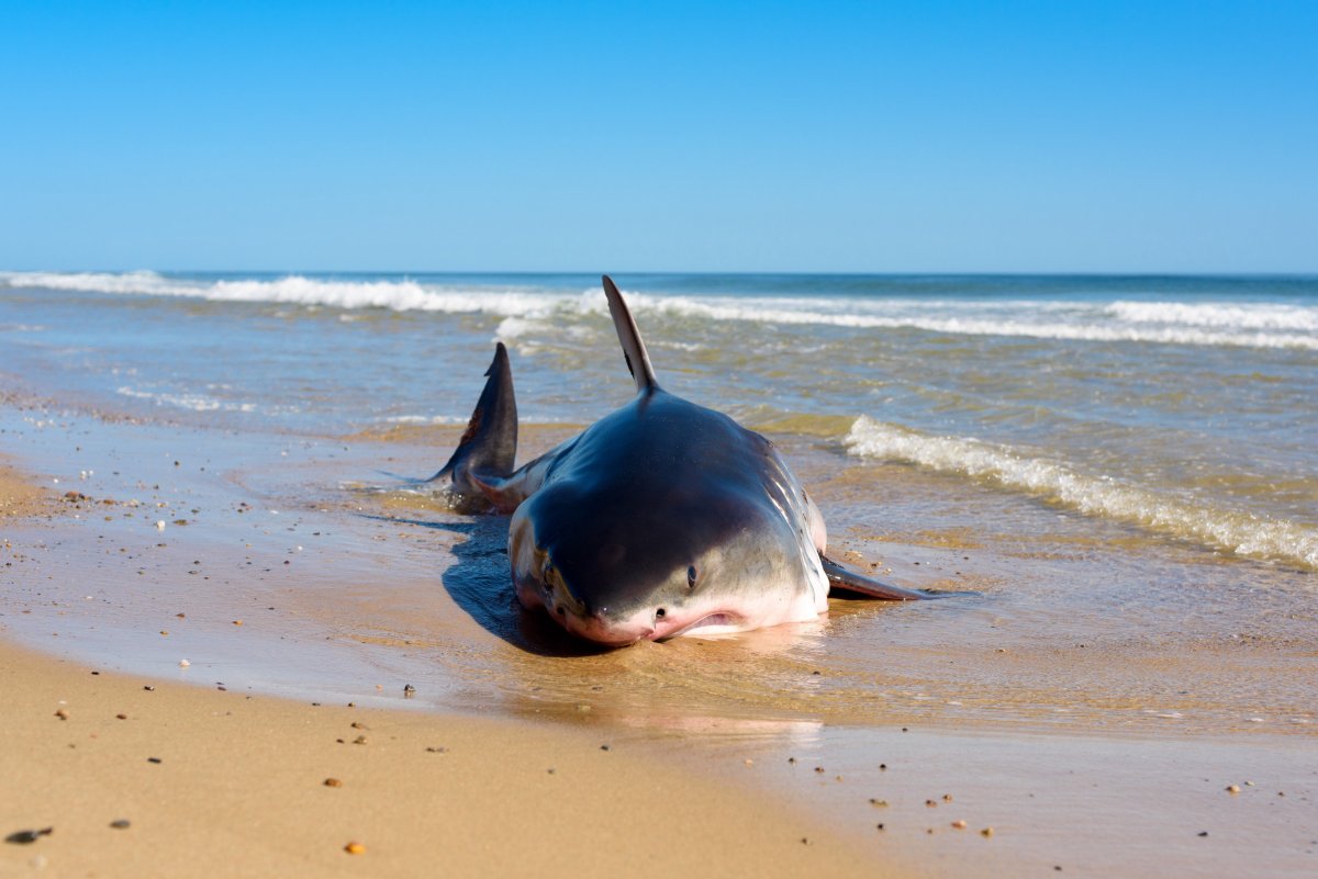 Акулы в Средиземном море в Турции