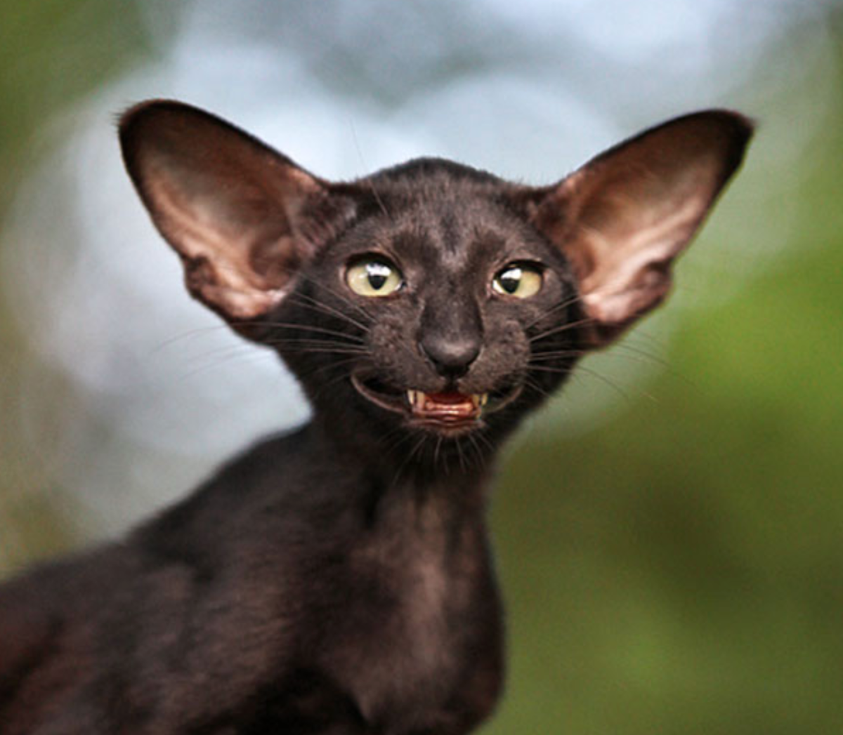 Кот породы Ориентал