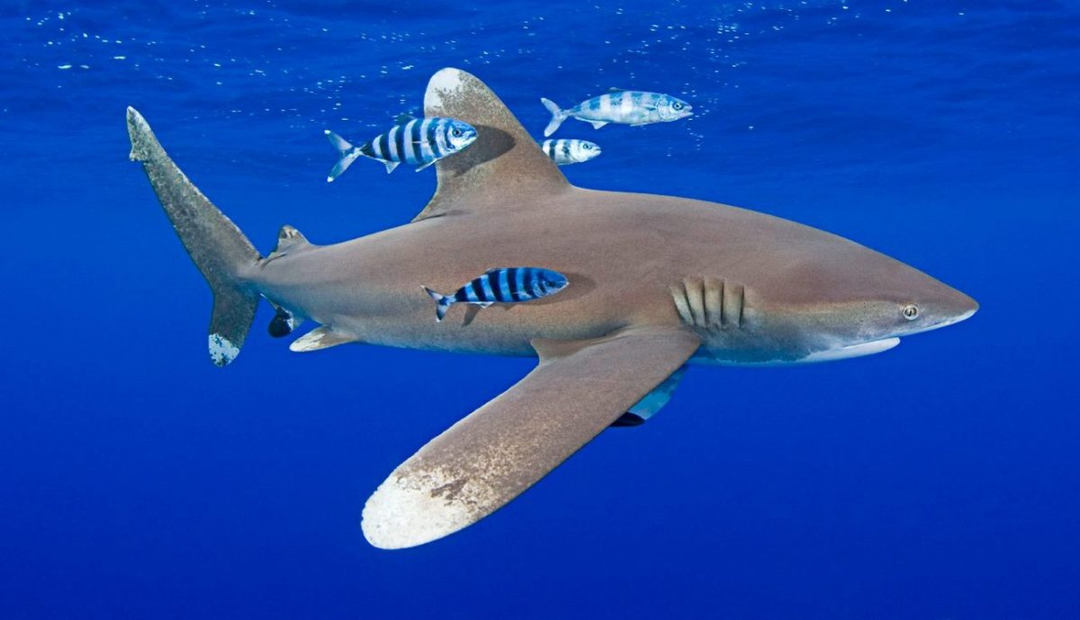 Средиземноморская акула
