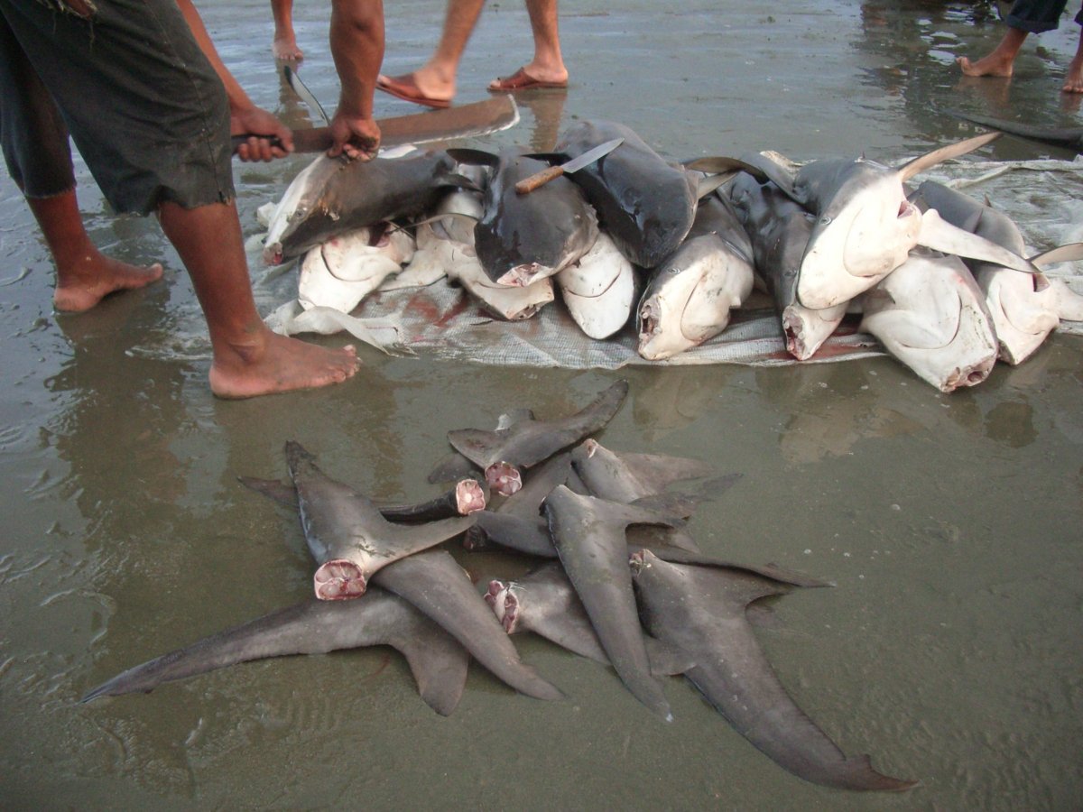 Тигровая акула