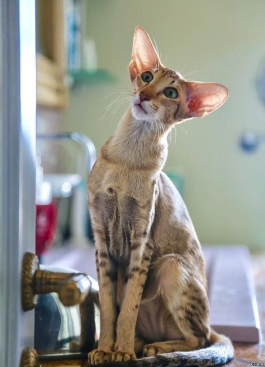 Ориентал кошка косоглазая