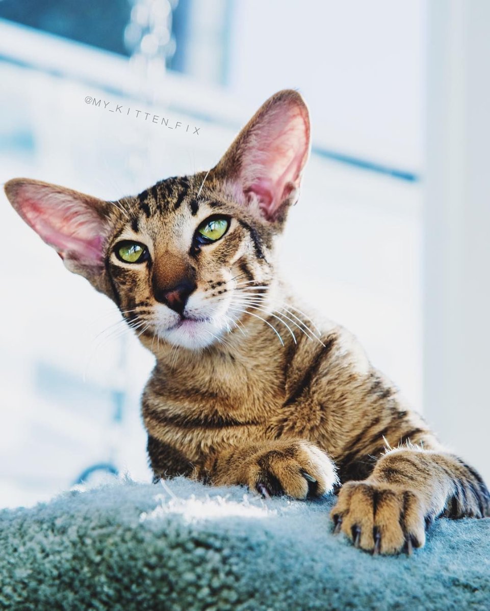 Ориентальная кошка (Ориентал)