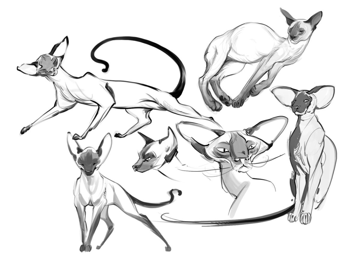 Ориентальная кошка анатомия