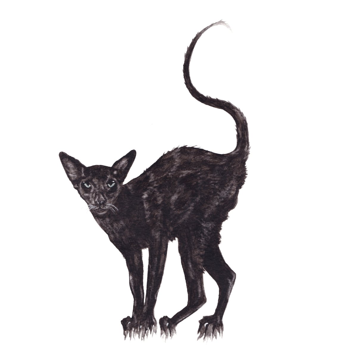 Ориентал кошка