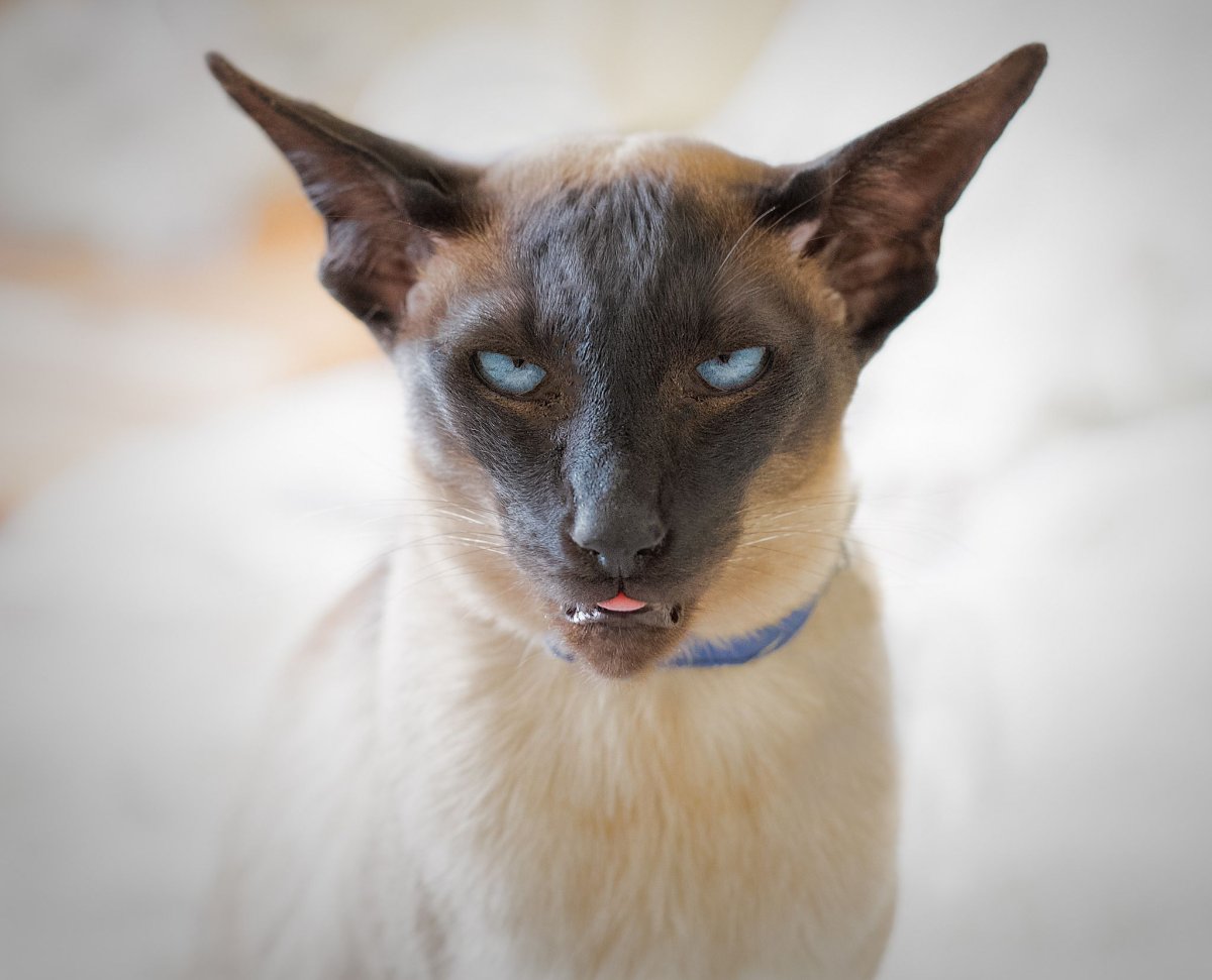 Кошки породы Яванез