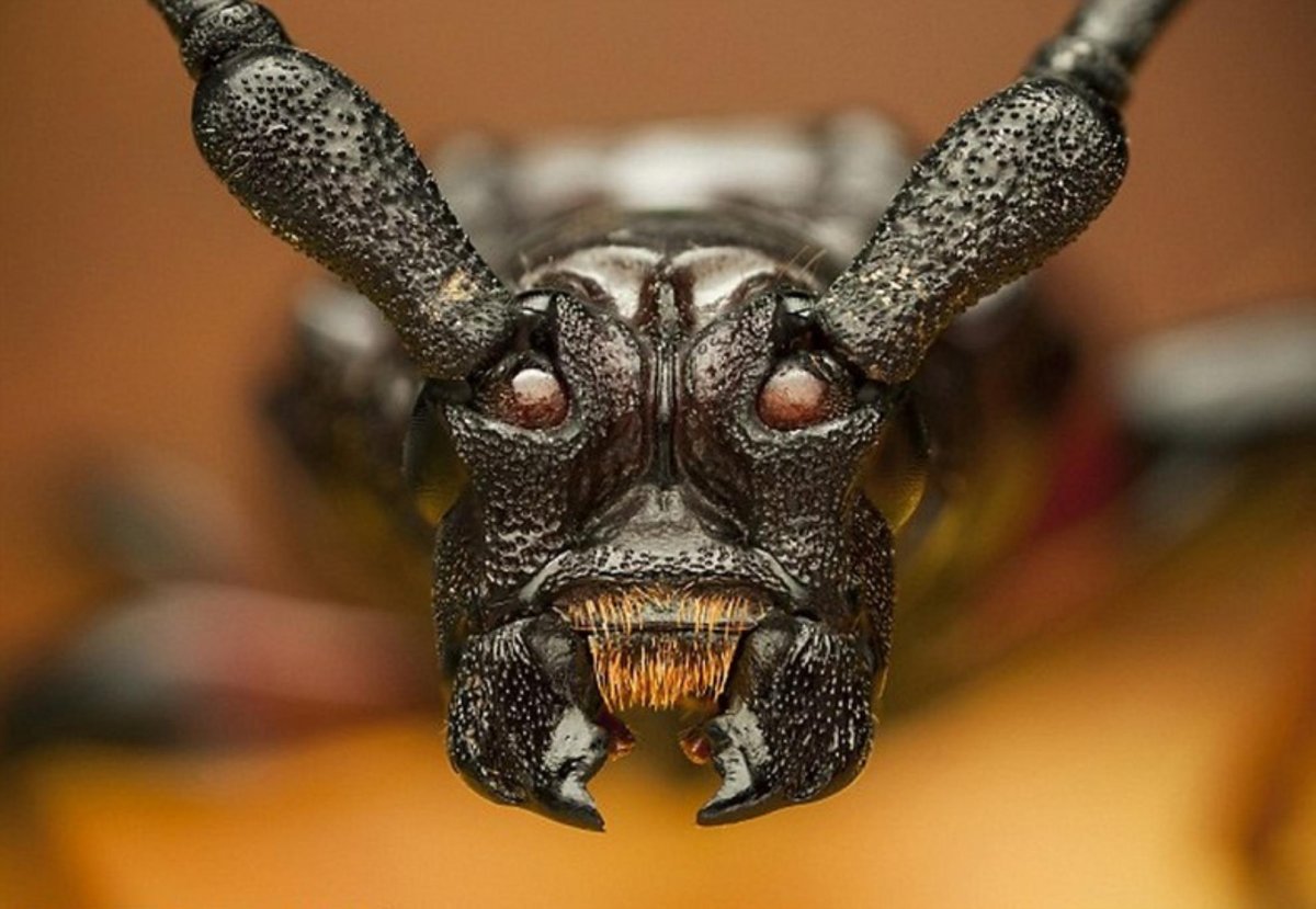 Жук короед Точильщик