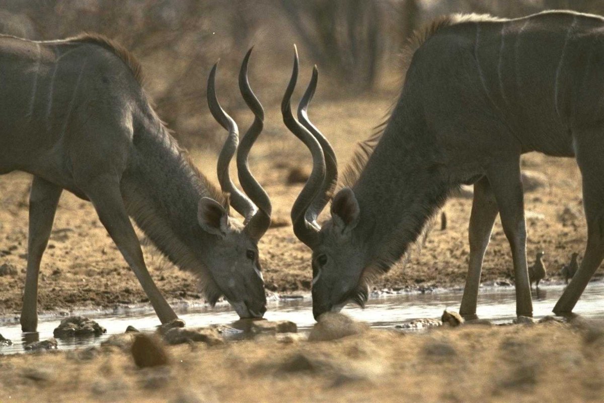 Tragelaphus eurycerus