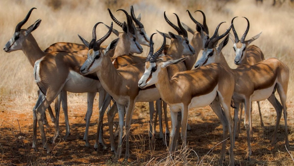 Семейство Полорогие