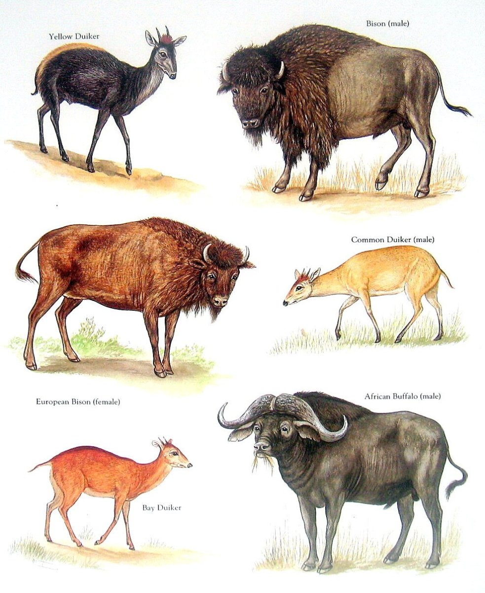 Антилопа Саола