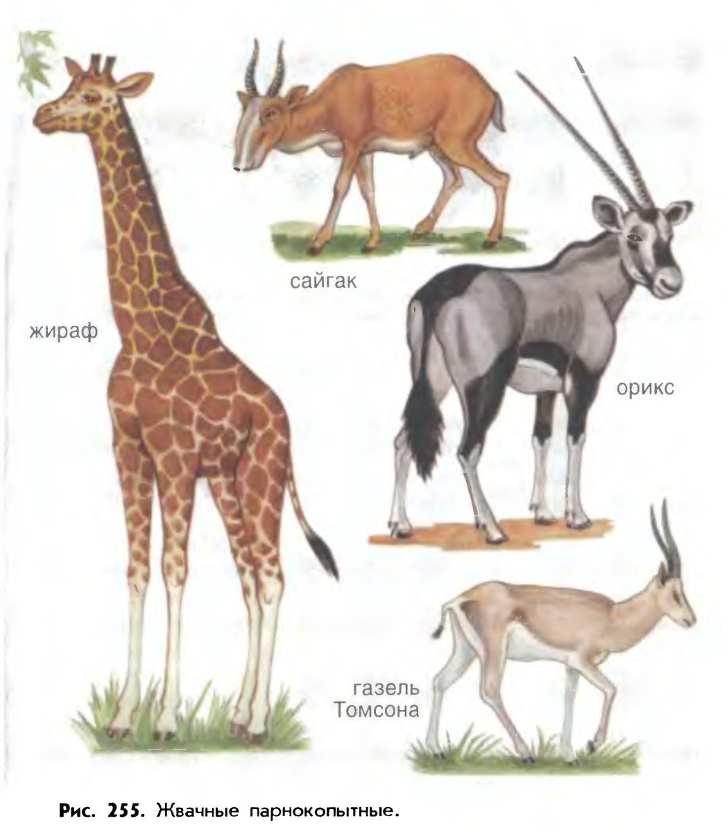 Отряд парнокопытные жвачные