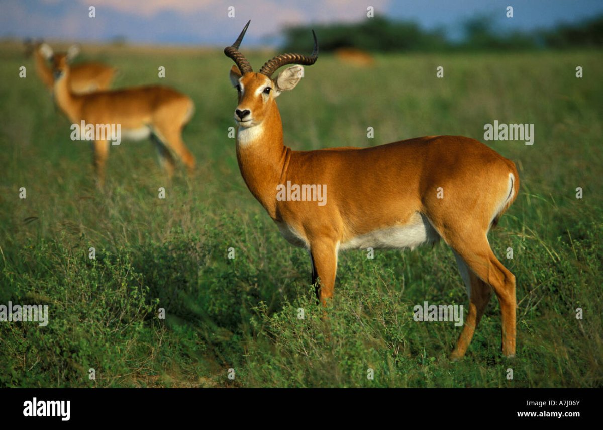 Московский зоопарк парнокопытные