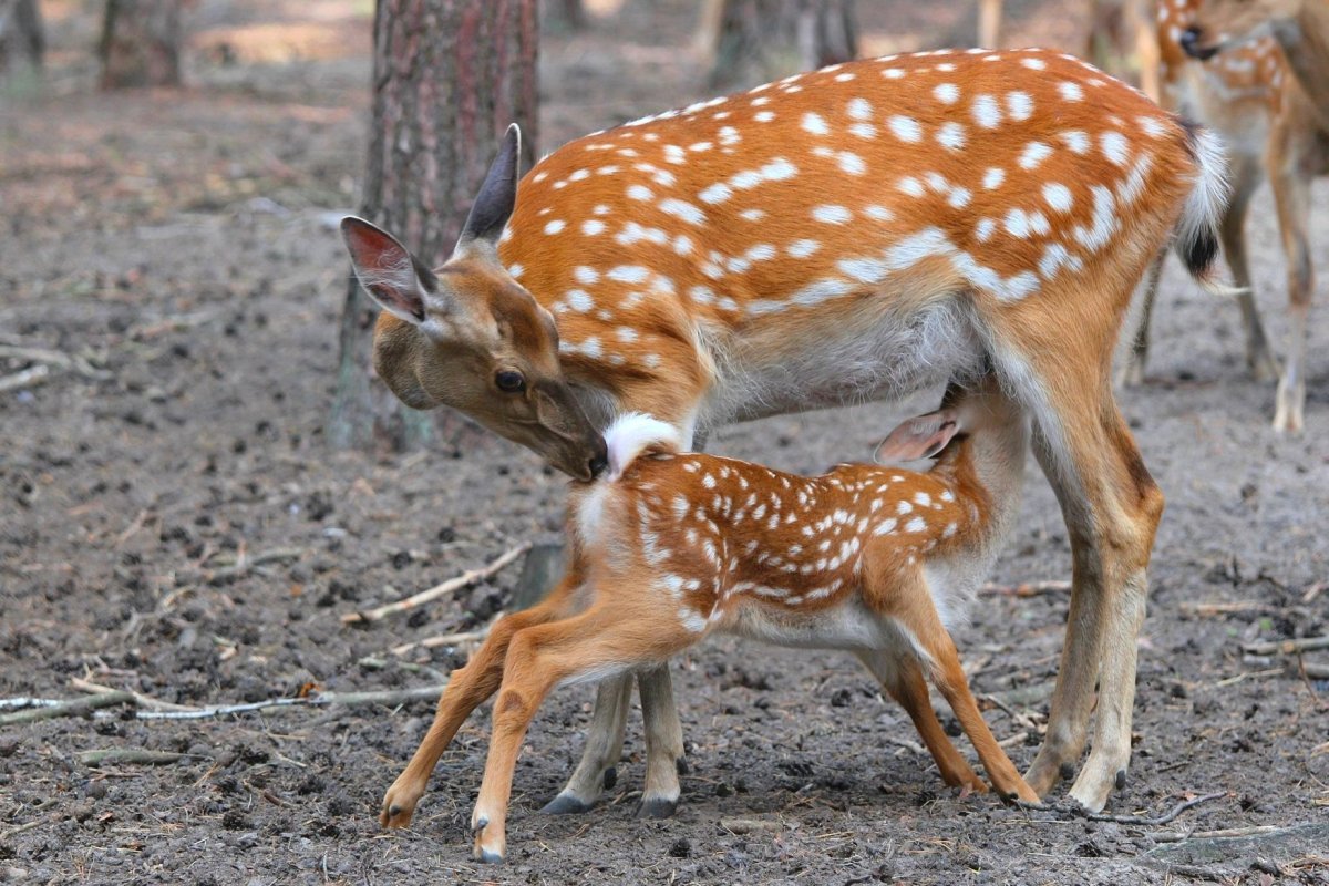Муфлон Винторогий
