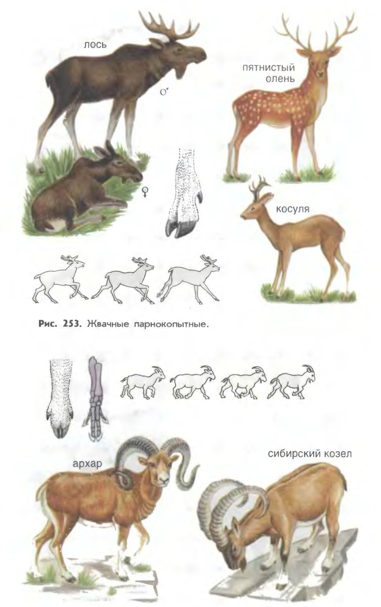 Оленевые Оленевые степные