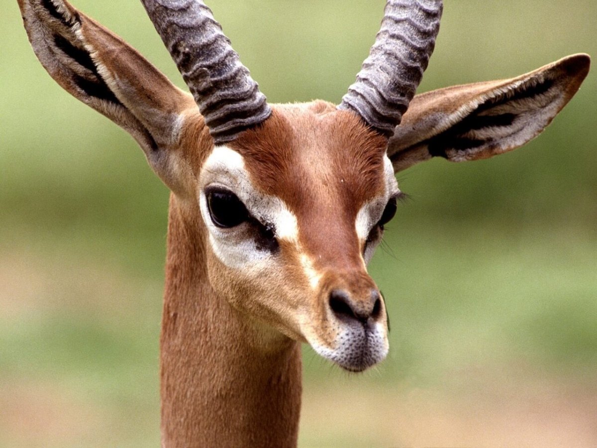 Tragelaphus eurycerus