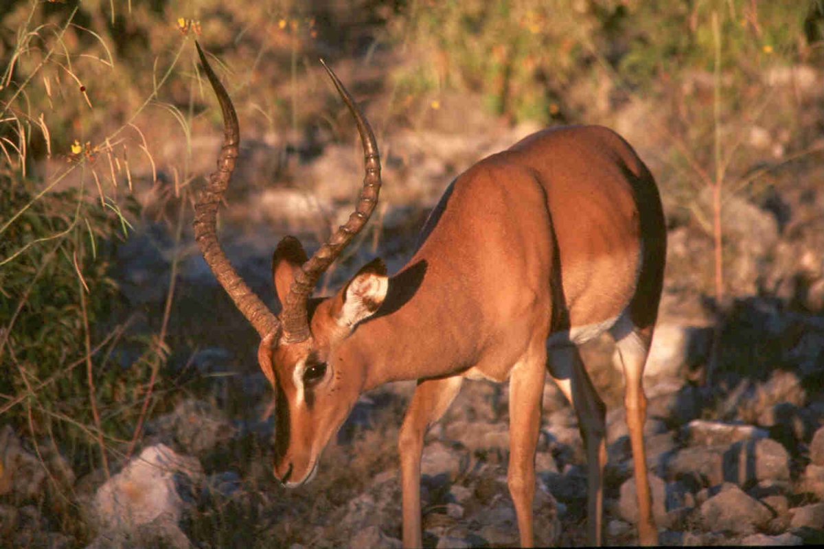 Парнокопытные семейство