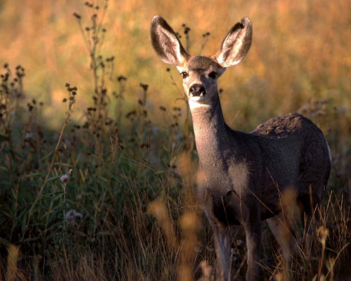 Вилорог Северная Америка