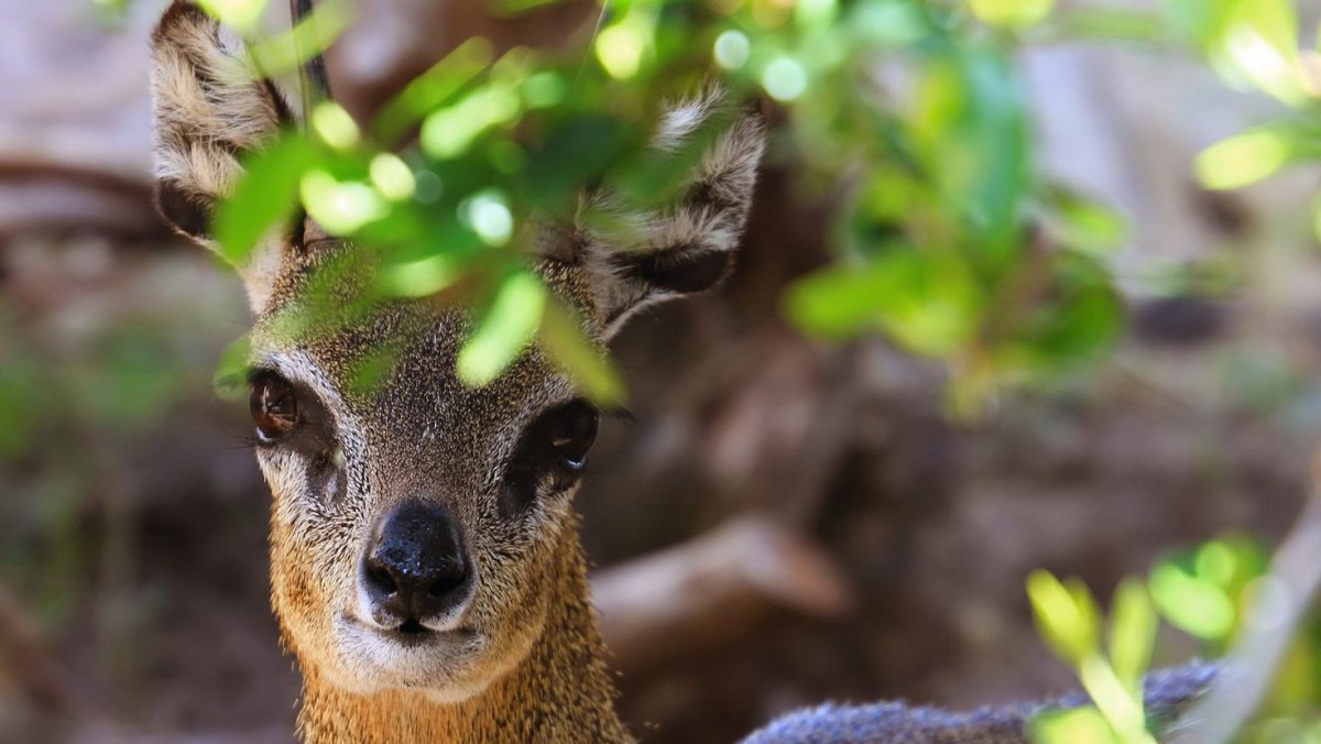Реинтродукцию оленя Давида