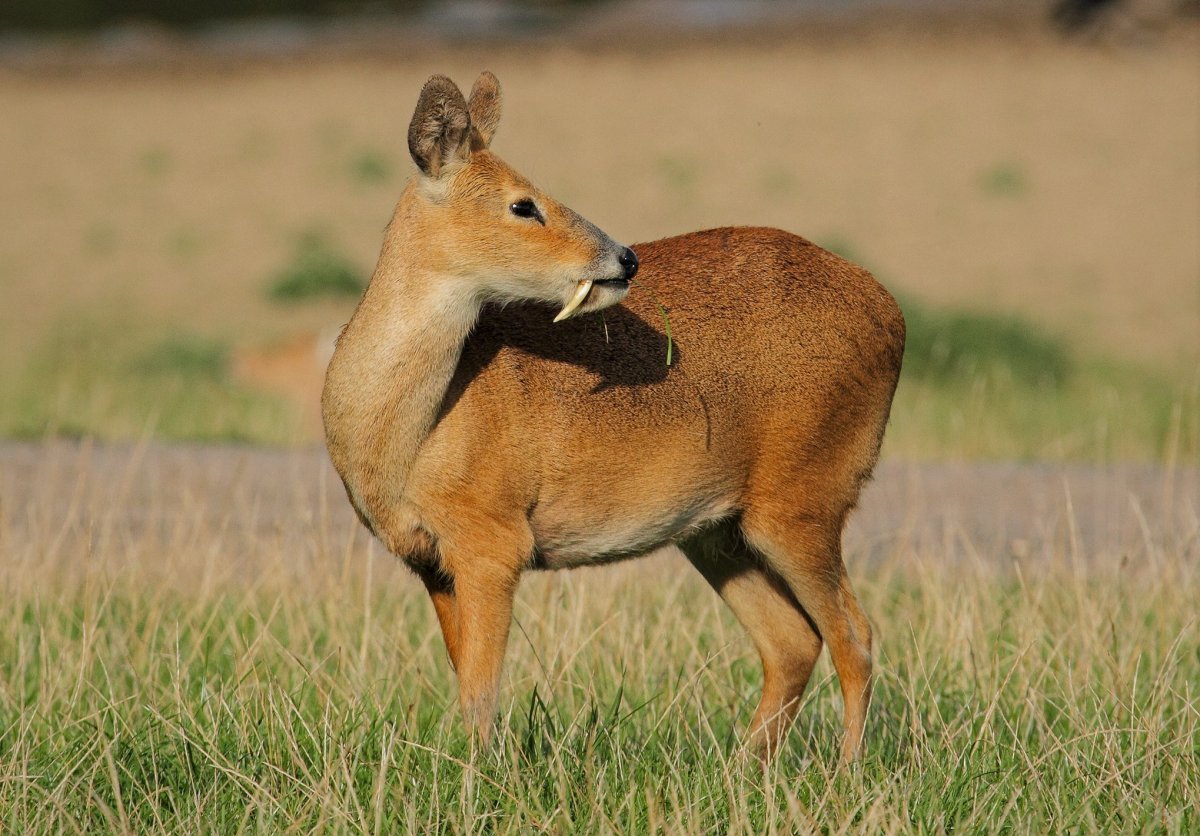 Парнокопытные Африки