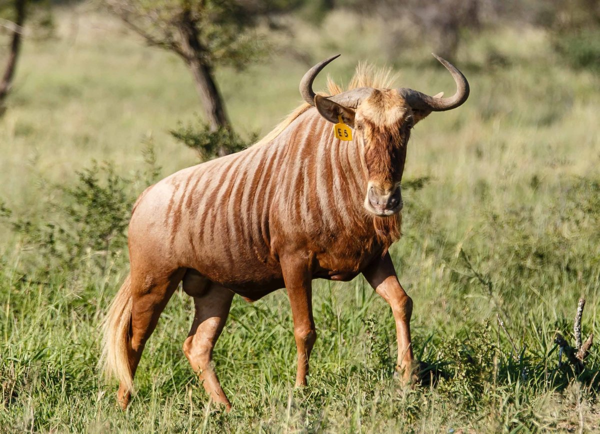 Олень парнокопытное