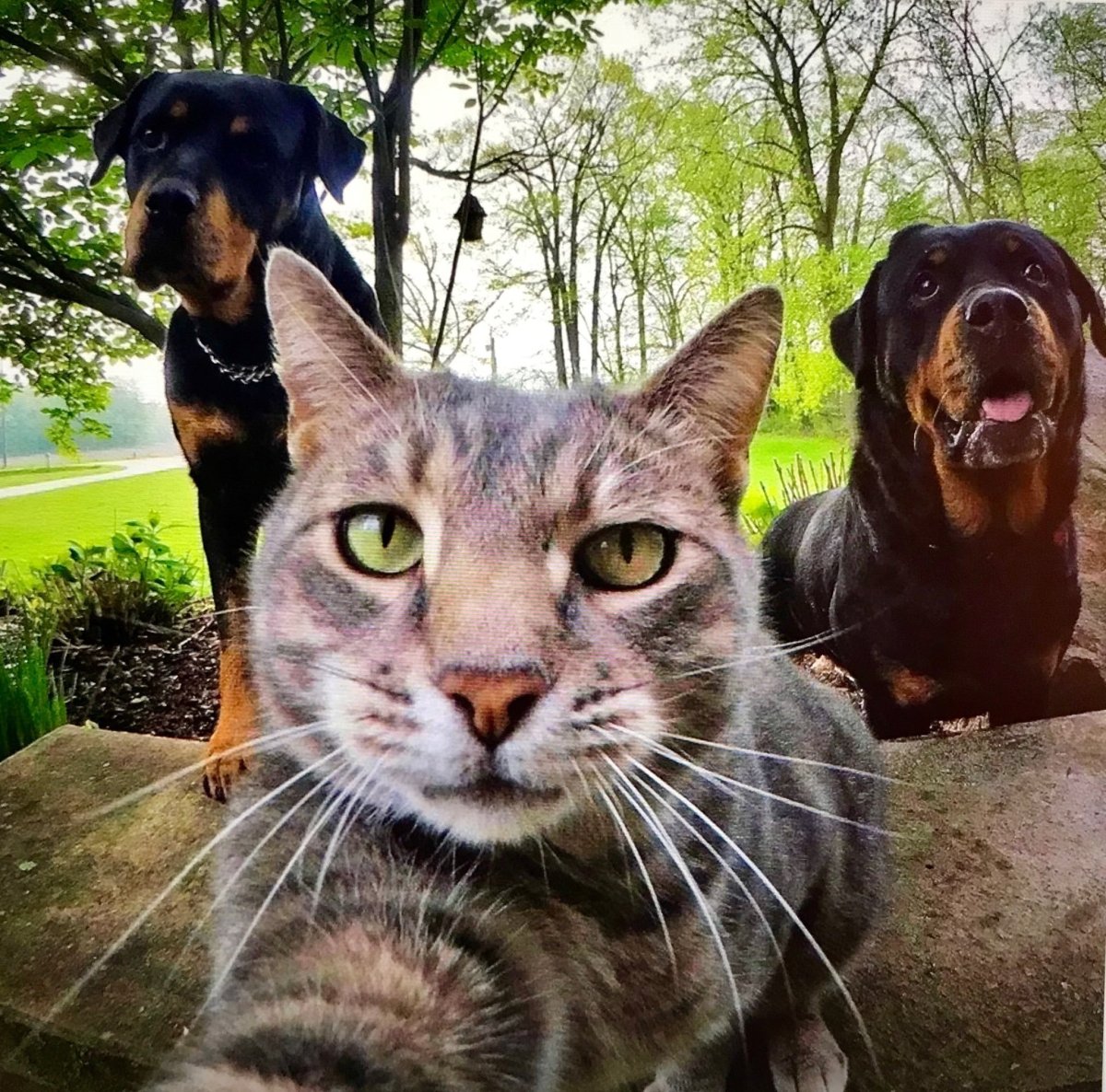 Селфи кота с собаками