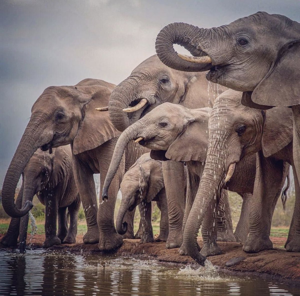 Стая слонов