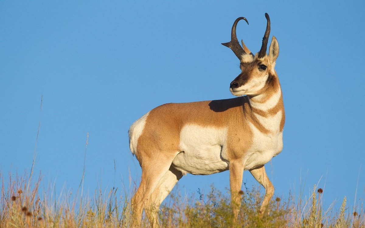 Винторогая антилопа Африки