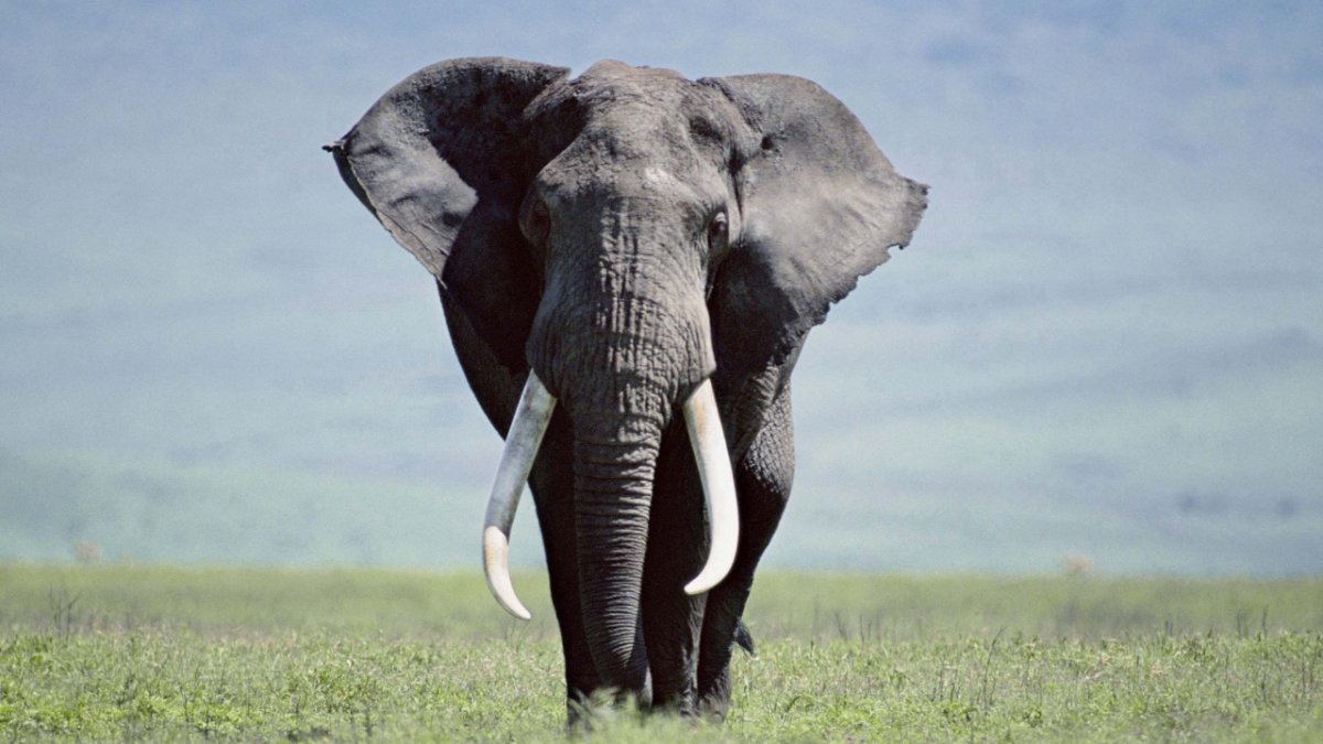 Слон картинка