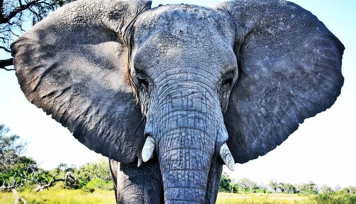 Слоны в Танзании