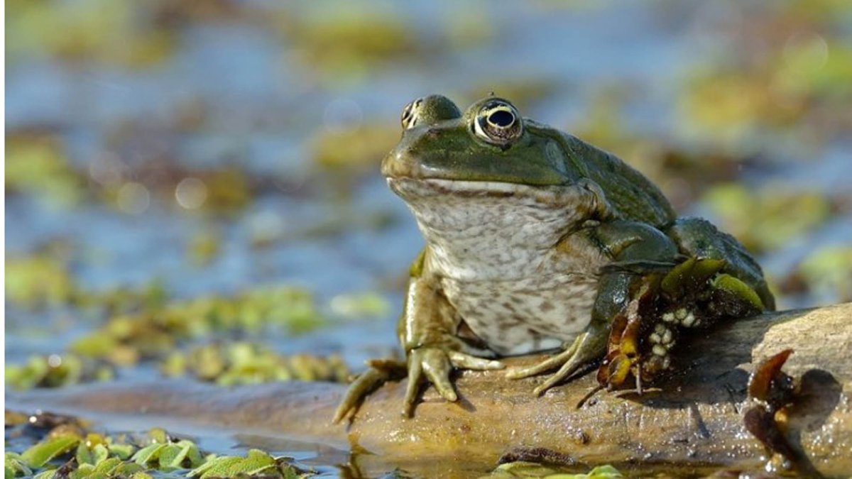 Среда обитания прудовой лягушки