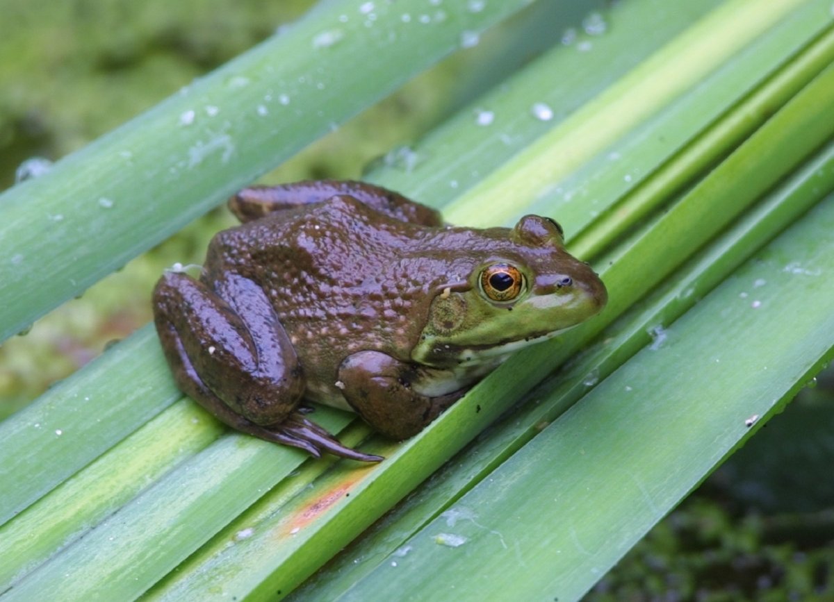 Lithobates catesbeianus