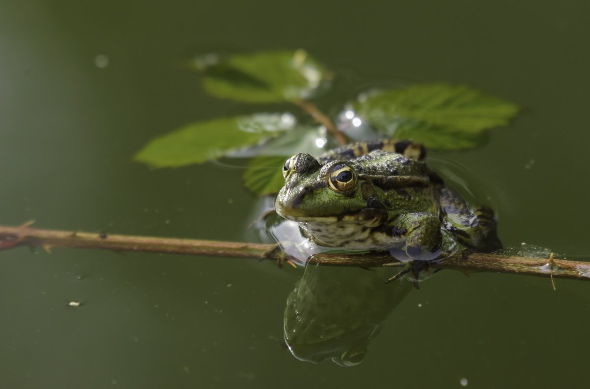 Зеленые и бурые лягушки