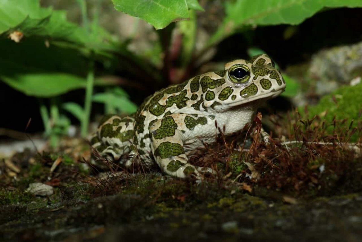 (Bufo viridis жаба