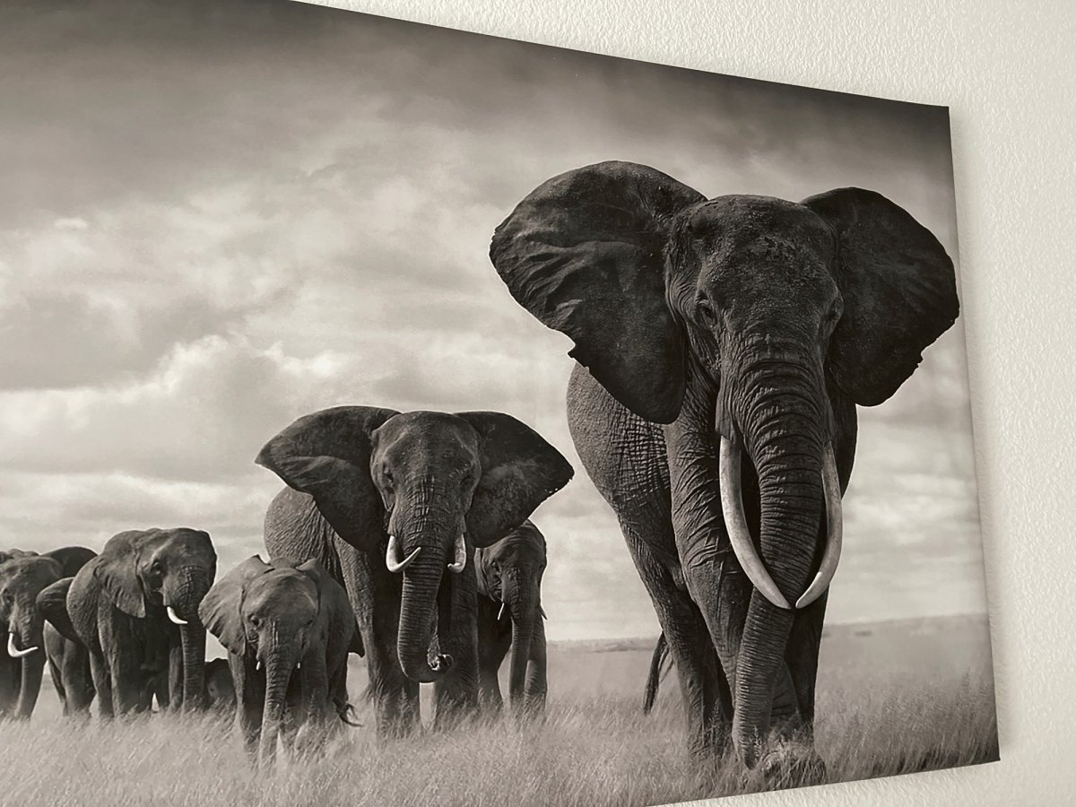 Глад ВАЛАКАС ФОТОЛУПЫ