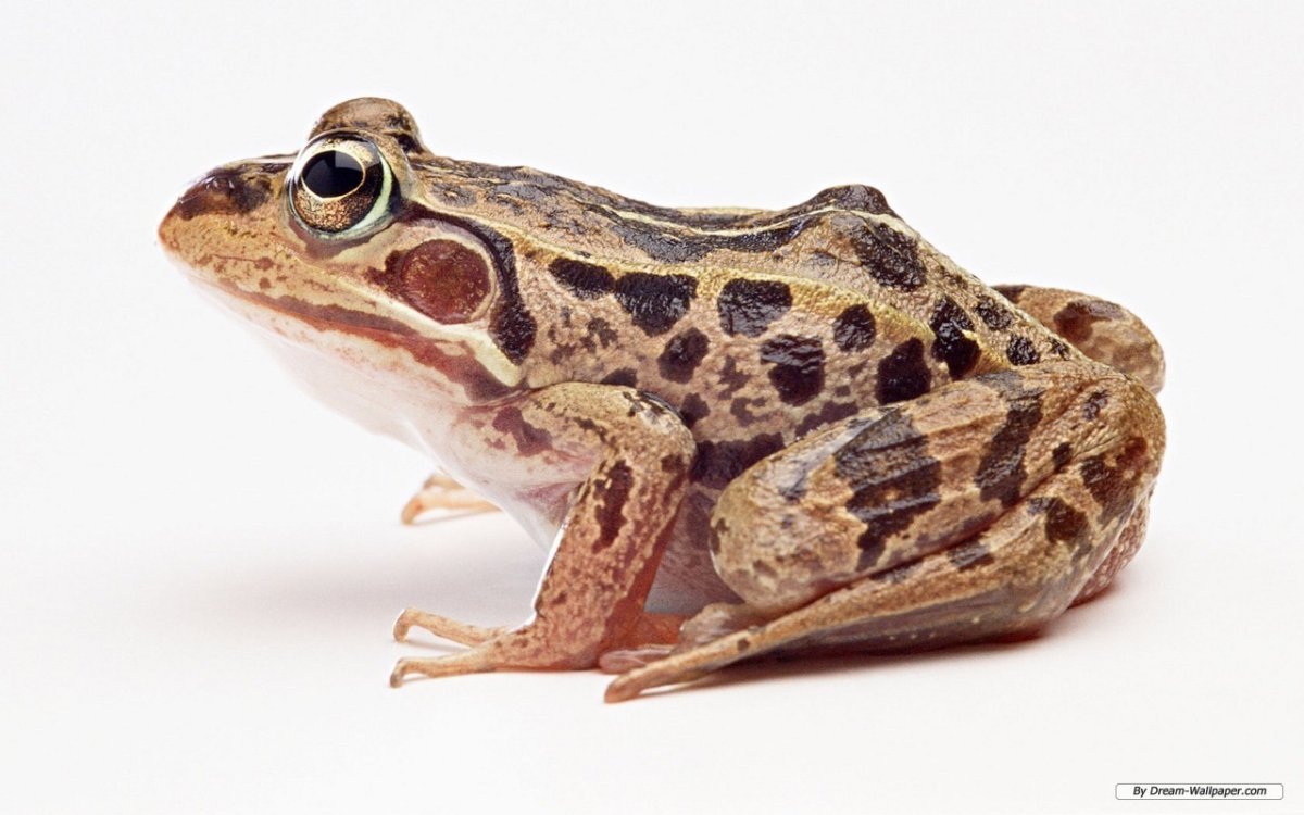 Жаба с боку