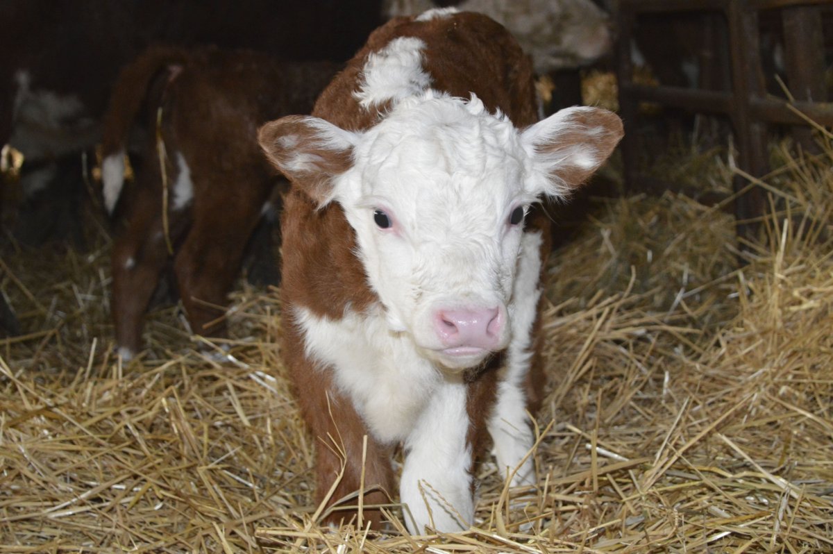 Нетели Герефорды