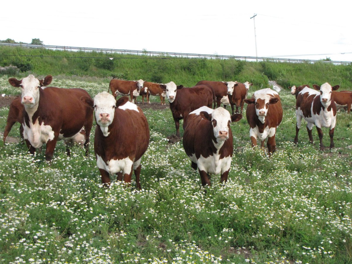 Герефорды нетели племенные