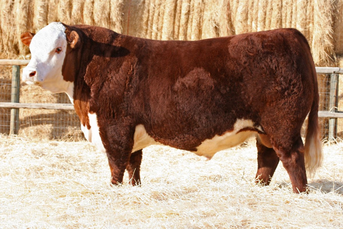Бык казахской белоголовой породы