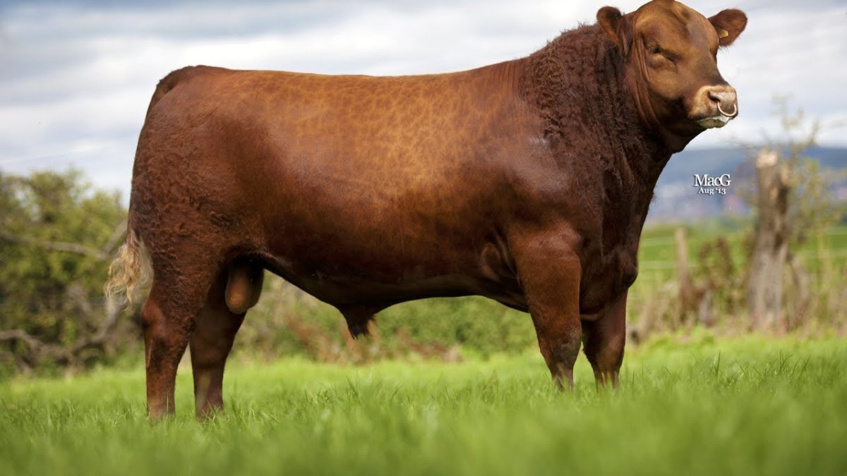 Порода Абердин Ангус