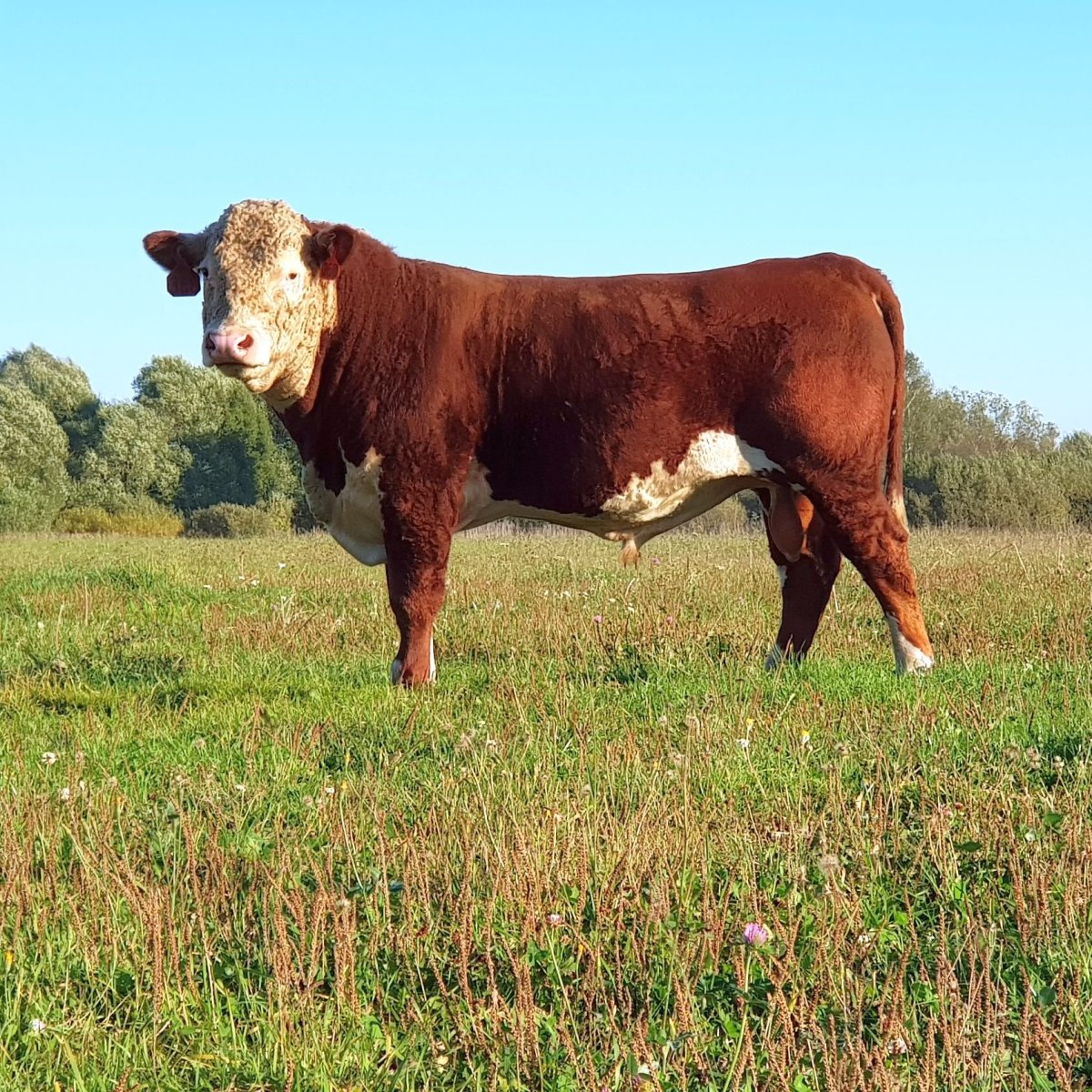 Герефордская порода КРС