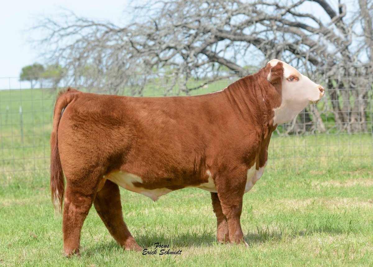 Порода коров Герефорд