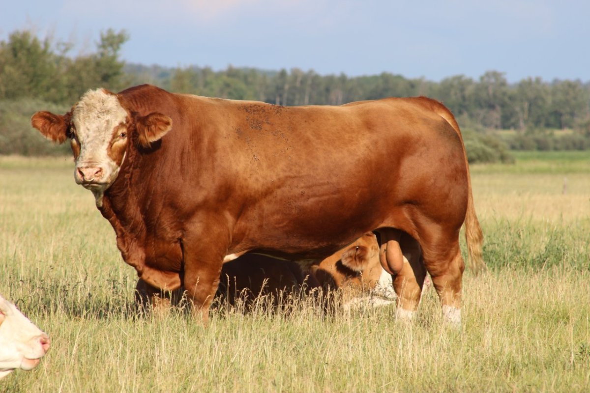 Порода Бычков симментал