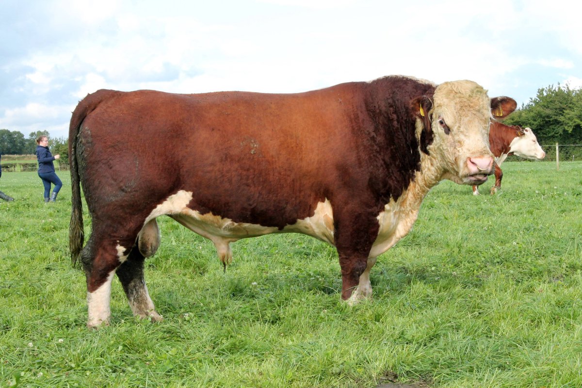 Порода Герефорд бычки