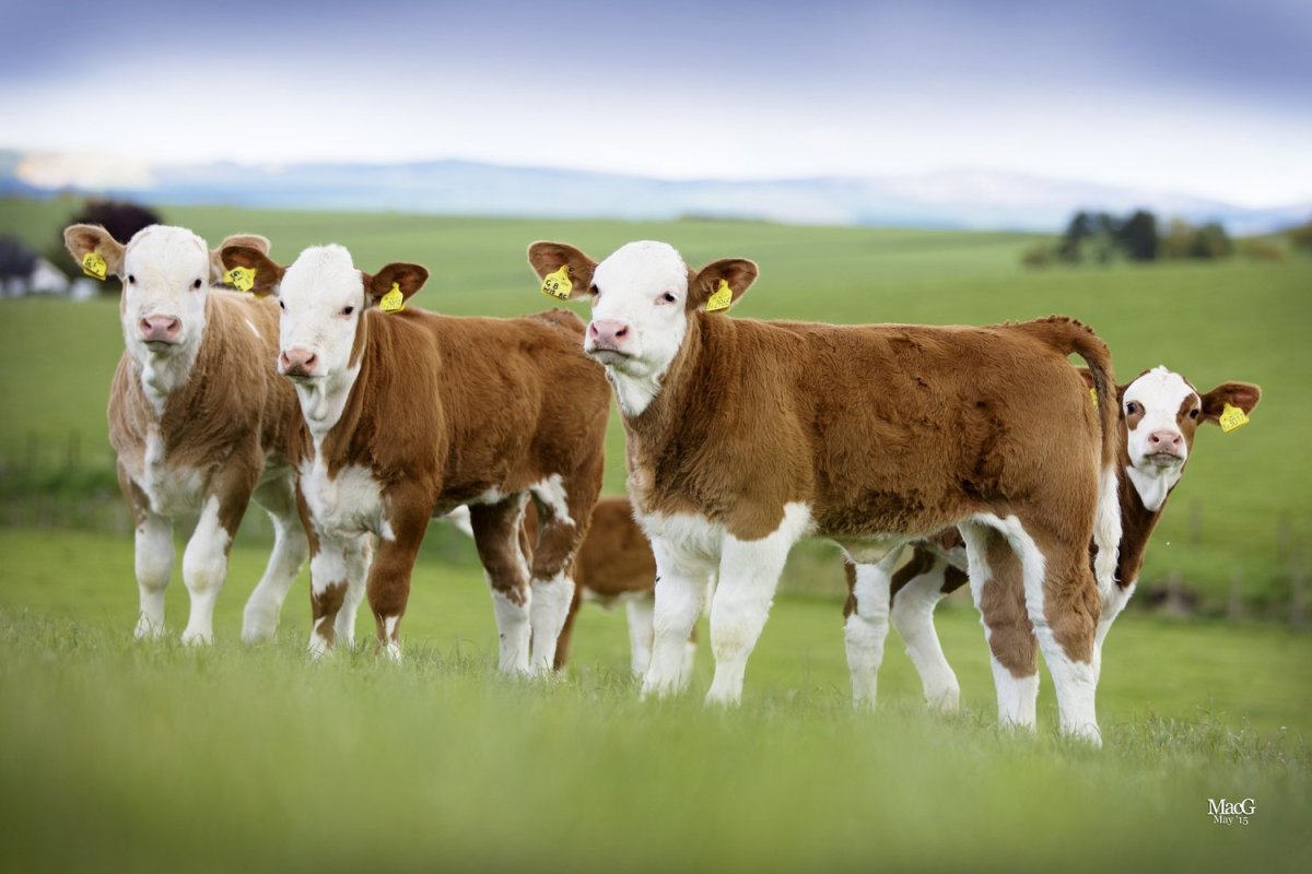 Симментал порода