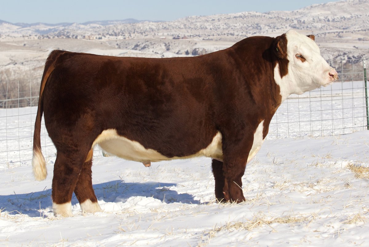 Вымя герефордская