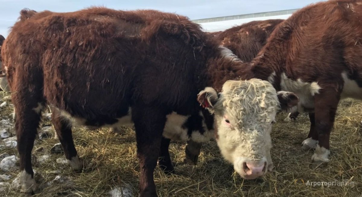 Герефорды бычки 3-4 мес